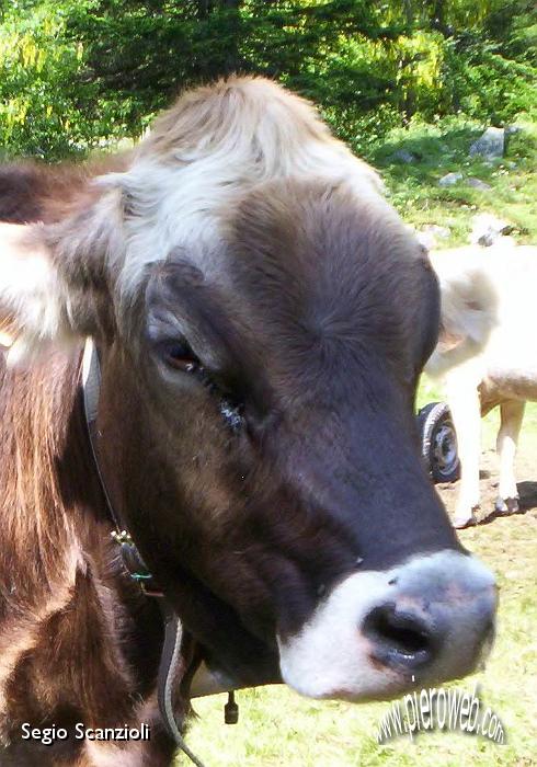 17 Mucca curiosa.jpg
